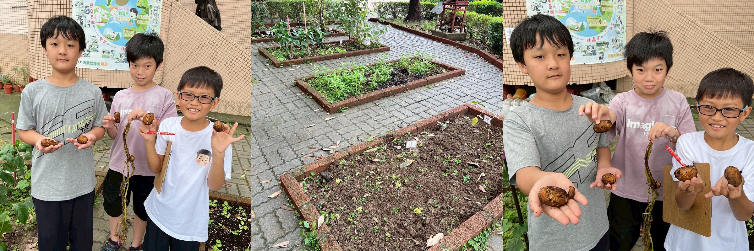11405採收馬鈴薯、拔草